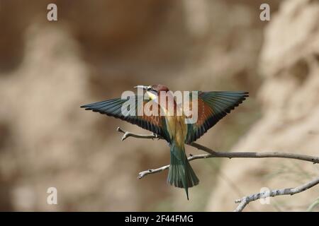 Bee Eater - Coming in to Land on Perch (Merops apiaster) Extramadura, Spagna BI002474 Foto Stock