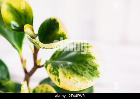 Riassunto di un impianto di Peperomia Obtusifolia variegata, di un impianto di gomma per bambini variegato o di un impianto di radiatori. Messa a fuoco selettiva con sfondo sfocato. Foto Stock