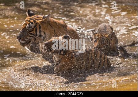 Royal Bengala Tiger Tiggress cuccioli raffreddamento waterhole, Ranthambore National Park, Wildlife Sanctuary, Ranthambhore, Sawai Madhopur, Rajasthan, India, Asia Foto Stock