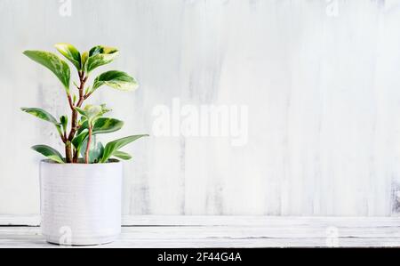 Poperomia in vaso Obtusifolia variegata, variegata Baby Rubber pianta o radiatore pianta casa su un tavolo rustico in legno con spazio libero per il testo. Foto Stock