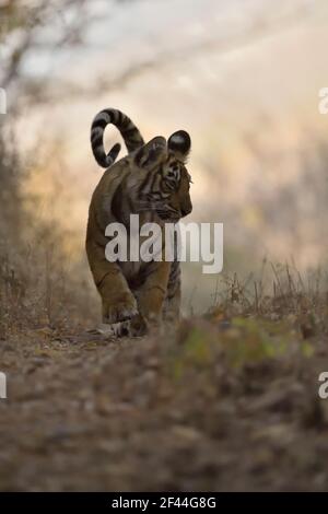 Royal Bengala Tiger cucciolo a piedi, Ranthambore National Park, Wildlife Sanctuary, Ranthambhore, Sawai Madhopur, Rajasthan, India, Asia Foto Stock