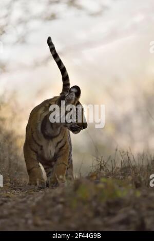 Royal Bengala Tiger cucciolo a piedi, Ranthambore National Park, Wildlife Sanctuary, Ranthambhore, Sawai Madhopur, Rajasthan, India, Asia Foto Stock