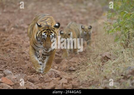 Madre indiana selvaggia della tigre con i suoi cuccioli giovani, camminando su un percorso collinare della foresta nel parco nazionale di Ranthambore nel Rajasthan, India Foto Stock