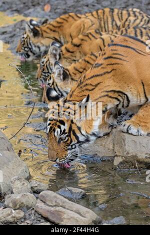 Tigre reale del Bengala con i cuccioli che bevono il foro d'acqua, Parco Nazionale di Ranthambore, Santuario della fauna selvatica, Ranthambhore, Sawai Madhopur, Rajasthan, India, Asia Foto Stock