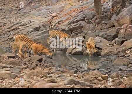 Tigre reale del Bengala con i cuccioli che bevono il foro d'acqua, Parco Nazionale di Ranthambore, Santuario della fauna selvatica, Ranthambhore, Sawai Madhopur, Rajasthan, India, Asia Foto Stock