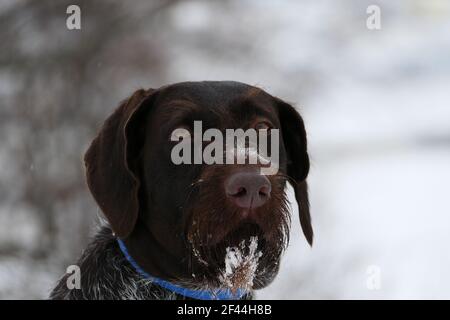 Ritratto di un cane tedesco. Caccia, capelli di filo tedesco. Foto Stock