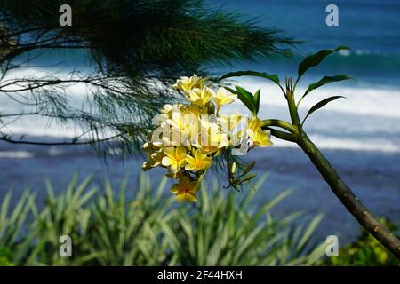 Un closeup di plumeria bella o Frangipani fiori nel Maldive Foto Stock