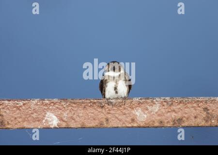 Sand Martin (Bank Swallow in USA) (Riparia riparia) Klamath NWR Oregon, USA BI003325 Foto Stock