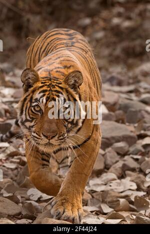 Caccia allo stalking della tigre del Bengala reale, Parco Nazionale di Ranthambore, Santuario della fauna selvatica, Ranthambhore, Sawai Madhopur, Rajasthan, India, Asia Foto Stock