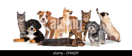 gruppo di otto gatti e cani isolati su sfondo bianco Foto Stock
