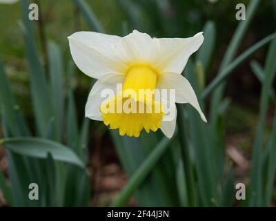 Un primo piano di un singolo giallo pallido e bianco Fiore dell'alba primaverile di Narcissus