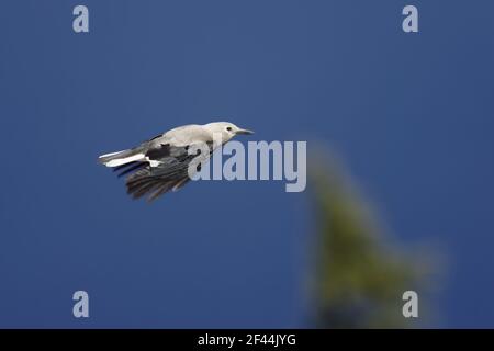 Clark's Nutcracker in volo (Nucifraga columbiana) Crater Lake National Park Oregon, USA BI003495 Foto Stock