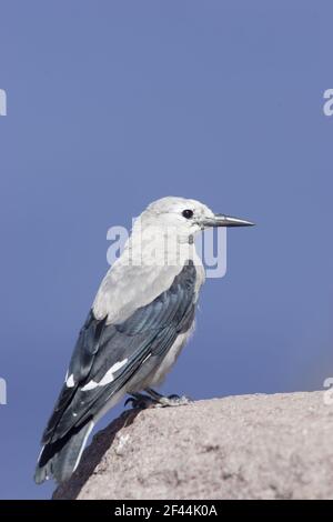 Clark schiaccianoci (Nucifraga columbiana) Parco nazionale di Crater Lake, Oregon USA BI003500 Foto Stock