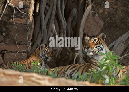 La tigre reale del Bengala ha chiamato Arrowhead, con un piccolo cucciolo nella riserva della tigre di Ranthambore che siede le rovine di un vecchio tempio indù in India Foto Stock