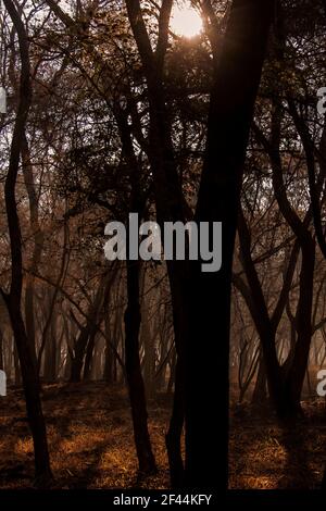 Foresta decidua secca, Parco Nazionale di Ranthambore, Riserva Naturale, Ranthambhore, Sawai Madhopur, Rajasthan, India, Asia Foto Stock