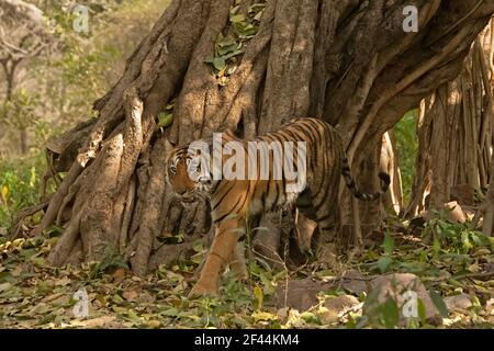 Tigre che attraversa il tronco di un enorme albero di Banyan nelle foreste del parco nazionale di Ranthambhore, India Foto Stock