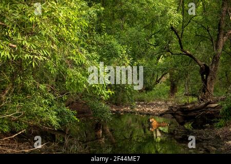 Royal Bengala Tiger sitting Waterhole, Ranthambore National Park, Wildlife Sanctuary, Sawai Madhopur, Rajasthan, India, Asia Foto Stock