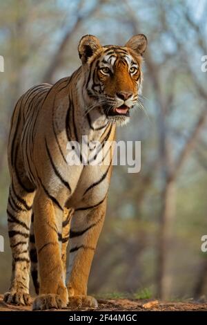 Royal Bengala Tiger Walking, Ranthambore National Park, Wildlife Sanctuary, Sawai Madhopur, Rajasthan, India, Asia Foto Stock