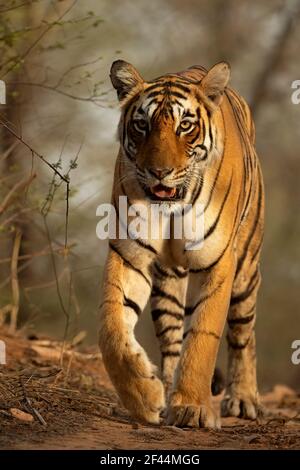 Royal Bengal Tiger Walking, Ranthambore National Park, Wildlife Sanctuary, Sawai Madhopur, Rajasthan, India, Asia, tigre indiana Foto Stock