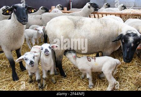 Lipsia, Germania. 18 Marzo 2021. Presso l'Oberholz Teaching and Research Farm della Facoltà di Medicina veterinaria dell'Università di Lipsia, le pecore a testa nera sono in piedi con i loro agnelli, che hanno circa tre settimane di età. Gli agnelli sono tra più di 150 pecore a testa nera - e merino-carne che hanno visto la luce del giorno nelle ultime settimane. I veterinari apprendisti dell'università ricevono anche la loro formazione pratica nello spazioso fienile ovino. Credit: Waltraud Grubitzsch/dpa-Zentralbild/ZB/dpa/Alamy Live News Foto Stock