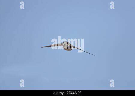 Sand Martin - in flightRiparia Riparia Minsmere, Suffolk, UK BI009804 Foto Stock