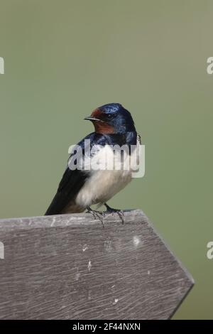 Swallow - seduta sul cartello Hirundo rustica Minsmere, Suffolk, UK BI009821 Foto Stock