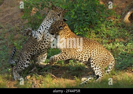 Due leopardi che giocano combattimenti, Yala National Park, riserva naturale, Palatupana, Yala, Sri Lanka, Asia Foto Stock