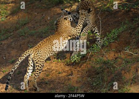 Due leopardi che giocano combattimenti, Yala National Park, riserva naturale, Palatupana, Yala, Sri Lanka, Asia Foto Stock