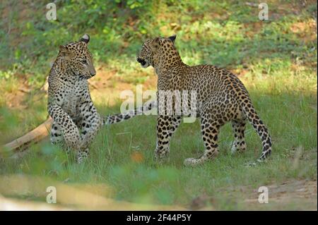 Due leopardi che giocano combattimenti, Yala National Park, riserva naturale, Palatupana, Yala, Sri Lanka, Asia Foto Stock