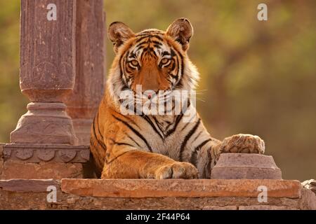 Royal Bengala Tiger seduta in antico tempio, Ranthambore National Park, Sawai Madhopur, Rajasthan, India, Asia Foto Stock