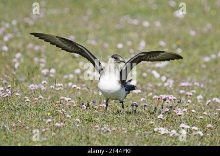 Artic Skua (fase palliera) Stercorarius parassitius Mousa Island Shetland, UK BI009976 Foto Stock