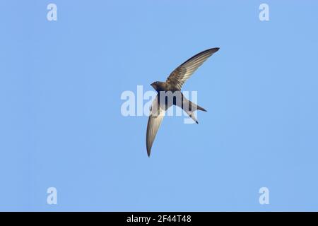 Swift comune - in flightApus apus Suffolk, Regno Unito BI011624 Foto Stock