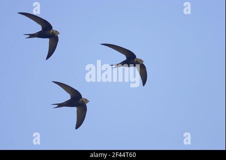 Common Swift - In volo Apus apus Suffolk, Regno Unito BI011631 Foto Stock