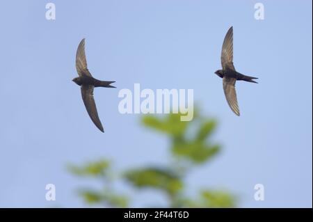 Common Swift - In volo Apus apus Suffolk, Regno Unito BI011639 Foto Stock