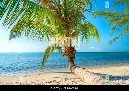 Seascape con palme tropicali sulla bellissima spiaggia di sabbia nell'isola di Phu Quoc, Vietnam. Si tratta di una delle migliori spiagge del Vietnam. Foto Stock