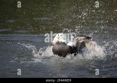 Spectacled Eider Duck - Lavaggio maschio Somateria fischeri Arundel WWT Sussex, Regno Unito BI015212 Foto Stock