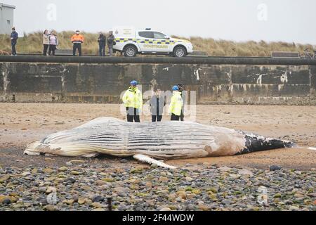 Una megattere di 11 metri che si è arenata morta sulla spiaggia di Blyth in Northumberland. Data immagine: Venerdì 19 marzo 2021. Foto Stock