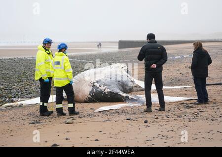 Una megattere di 11 metri che si è arenata morta sulla spiaggia di Blyth in Northumberland. Data immagine: Venerdì 19 marzo 2021. Foto Stock