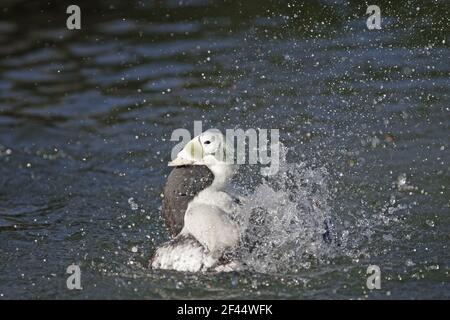 Spectacled Eider Duck - Lavaggio maschio Somateria fischeri Arundel WWT Sussex, Regno Unito BI015215 Foto Stock