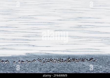 Brunnich's Guillemot - gregge nuoto a bordo del mare di ghiaccio Uria lomvia Isole Svalbard (Spitsbergen) Norvegia BI016807 Foto Stock