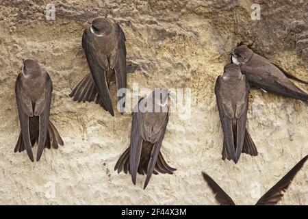 Sand Martin - gruppo che inizia a scavare nido buco in Sand bankRiparia Riparia Ungheria BI19835 Foto Stock