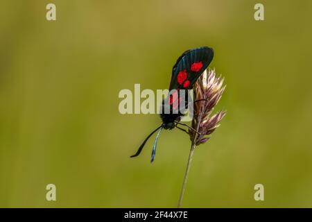 Five-Spot Burnett (Zygaena trifolii) su un gambo di erba Foto Stock
