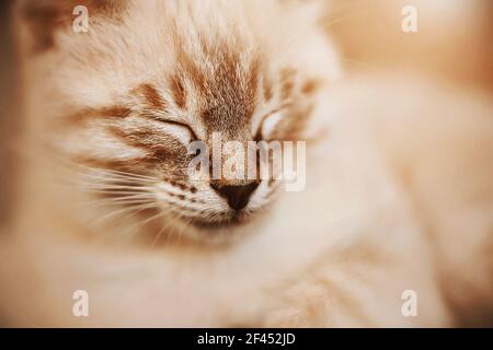 Un simpatico gattino tailandese a righe con naso nero è addormentato rapidamente, illuminato dalla luce del sole. Un animale domestico. Foto Stock