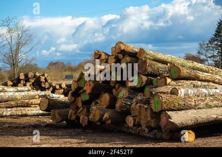 Un magazzino di tronchi nella foresta, pronto per essere inviato alla segheria. Realizzato in una giornata limpida e soleggiata. Foto Stock