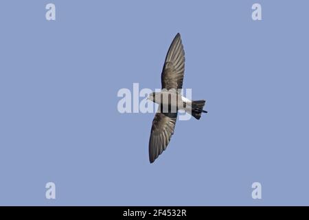 Il Wilson's Storm-Petrel - In volo Oceanites oceanicus Paulette Isola Penninsular Antartico BI007574 Foto Stock