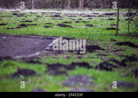 Parco prato danneggiato dalla peste mole. Fatto nel tardo pomeriggio in una giornata di sole. Foto Stock