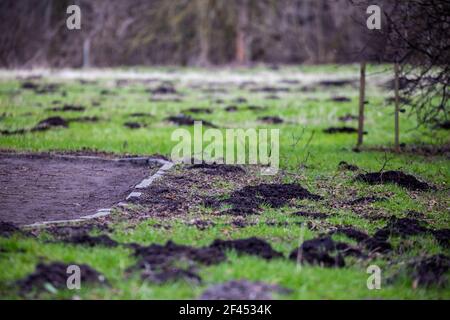 Parco prato danneggiato dalla peste mole. Fatto nel tardo pomeriggio in una giornata di sole. Foto Stock