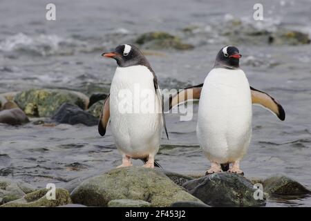 Gentoo Penguin - lasciare il mare Pigoschelis papua Roncé Isola Antartide Penninsulare BI007736 Foto Stock