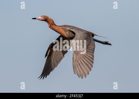 Garza rossastra (Egretta rufescens) che vola in cielo blu, Galveston, Texas, USA. Foto Stock