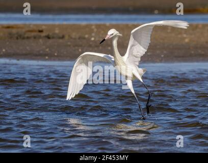 Egreo rossastro (Egretta rufescens), morfo bianco, caccia nella palude marea, Galveston, Texas, USA. Foto Stock